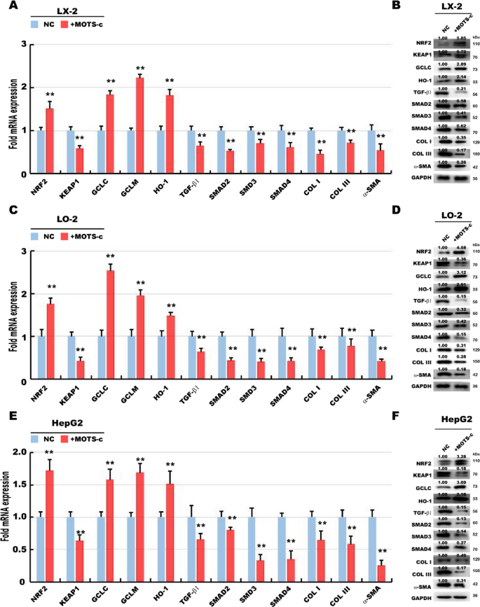 mots c vs ghk cu GHK-Cu Peptide: What It Does for Body Composition and Metabolic Health main image 1