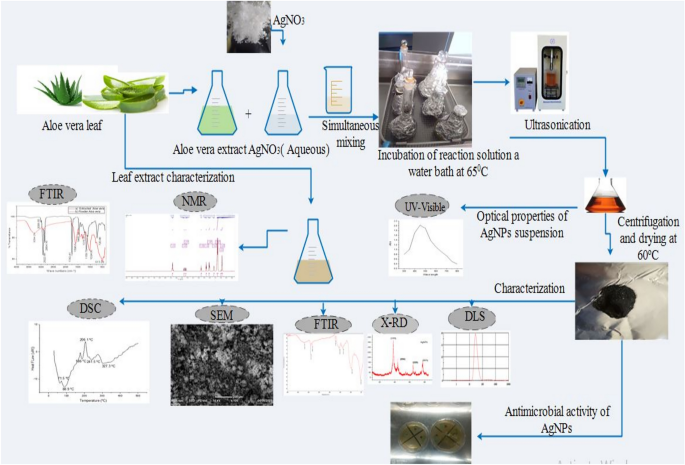 Aloe vera leaf extract as a sustainable route for silver nanoparticle  synthesis with enhanced antimicrobial activity | Scientific Reports