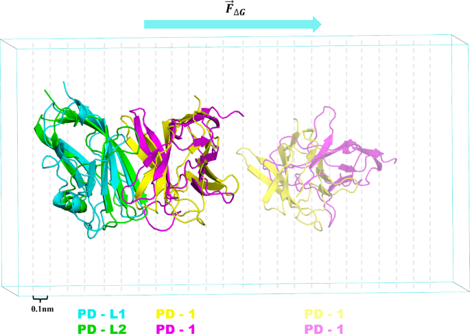 Molecular dynamics insights into the redox effects on PD-1/PD-L1 and PD ...