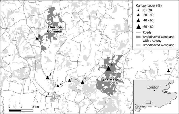 Increasing canopy cover elevates vehicle collision risk for barbastelle bats ( Barbastella barbastellus ) at roads – Nature
