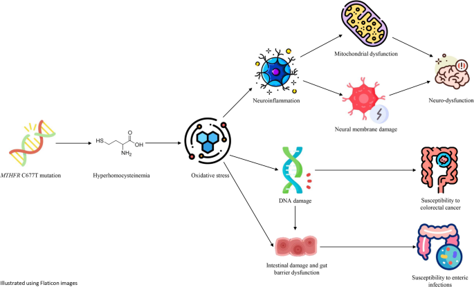 mthfr autism glutathione Exploring the shared genetic basis between autism spectrum disorder and  gastrointestinal disorders: a bioinformatic study