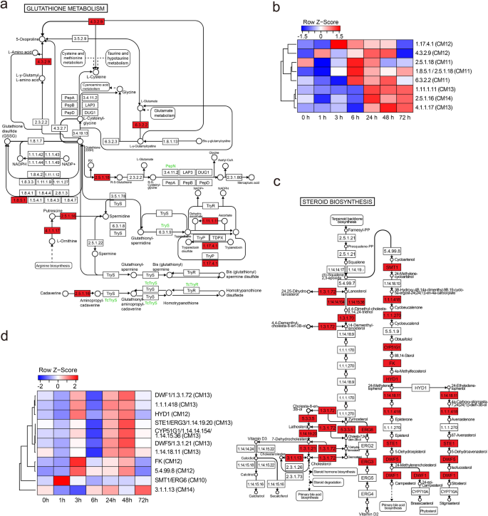 Molecular and phenotypic insights into sulfur's role in enhancing tomato  plant growth, stress tolerance, and productivity | Scientific Reports