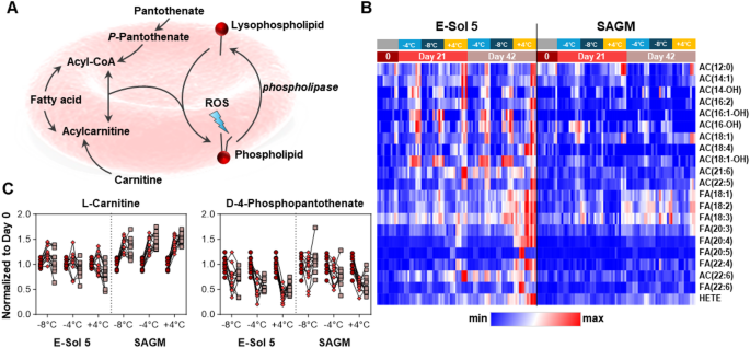 Supercooled storage of red blood cells slows down the metabolic storage  lesion | Scientific Reports