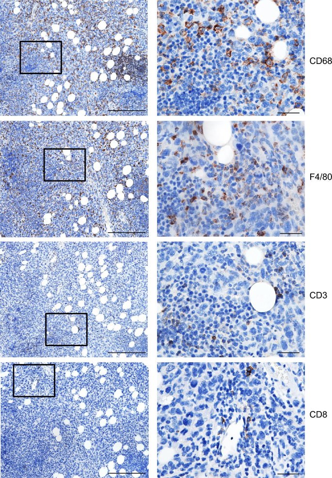 Immunocompetent C57BL/6 syngeneic mouse ovarian cancer models with ...