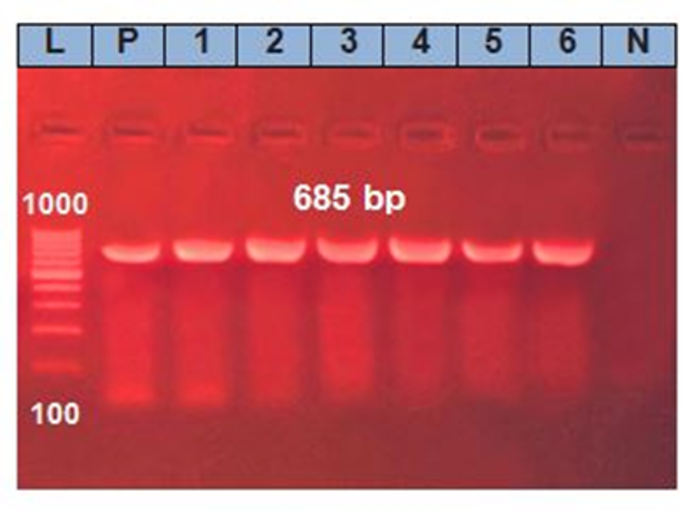 Characterization of Aeromonas hydrophila isolated from freshwater fish ...