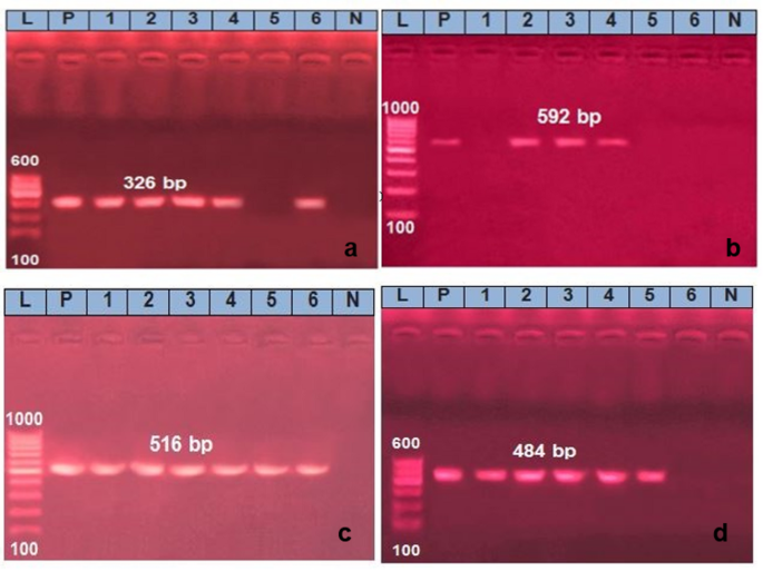 Characterization of Aeromonas hydrophila isolated from freshwater fish ...