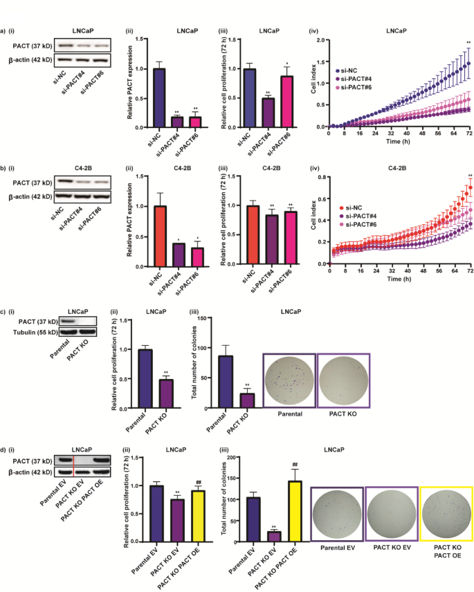 PACT is requisite for prostate cancer cell proliferation – Nature