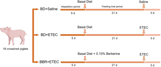 Metabolomics reveals the hindgut metabolic changes and physiological impacts in weaned piglets subjected to ETEC infection and berberine intervention – Nature