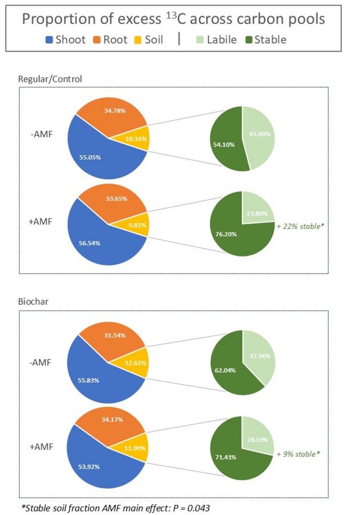 Enhanced stabilisation of soil carbon via arbuscular mycorrhizal fungi ...