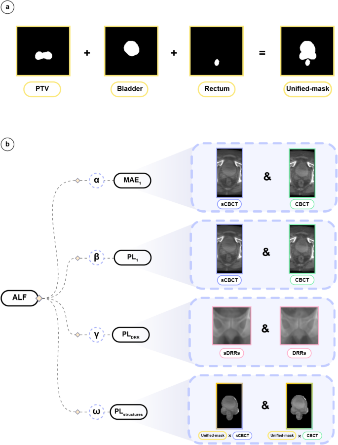 Anatomically informed deep learning framework for generating fast, low ...