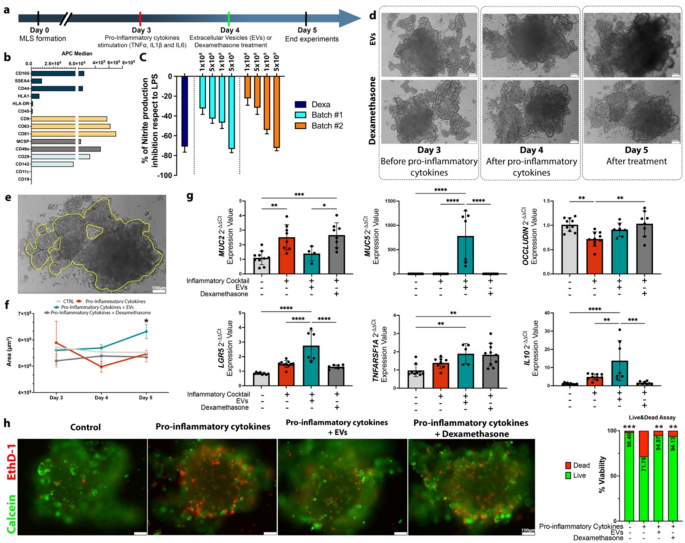 Three-dimensional multicellular layer structure: an advanced in vitro ...