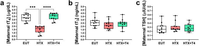 Fig. 1: Methimazole treatment induces HTX in pregnant mice