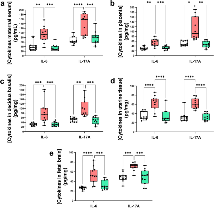 Fig. 2: Gestational HTX induces a pro-inflammatory environment at the maternal-fetal and embryonic brain