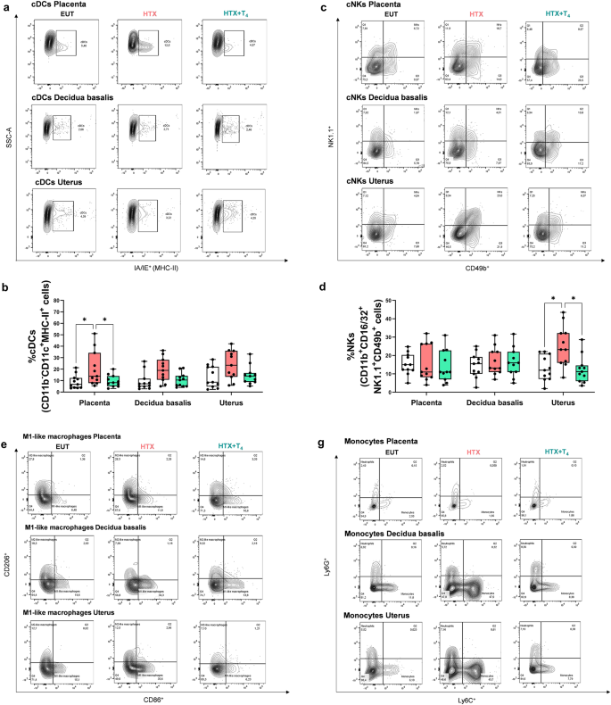 Fig. 3: Gestational HTX alters myeloid cell populations at the maternal-fetal interface