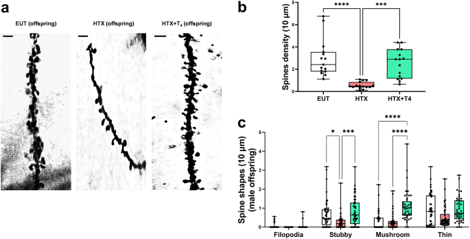 Fig. 5: Gestational HTX reduces spine density and mature-shapes of dendritic spines in male offspring’s CA1 pyramidal neurons