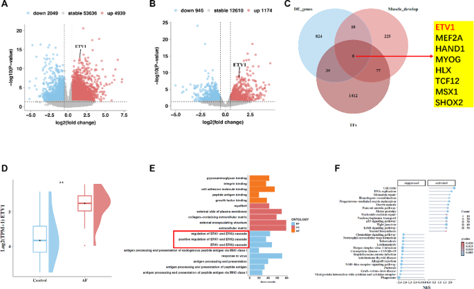 ETV1 orchestrates a self-reinforcing ERK1/2-RSK3 signaling loop to ...