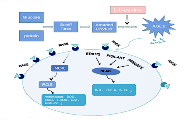 L-Theanine mitigates skin aging in rats via modulation of the AGEs-RAGE pathway, enhancement of antioxidant defense, and attenuation of inflammation | Scientific Reports L-Theanine mitigates skin aging in rats via modulation of the AGEs-RAGE pathway, enhancement of antioxidant defense, and attenuation of inflammation | Scientific Reports