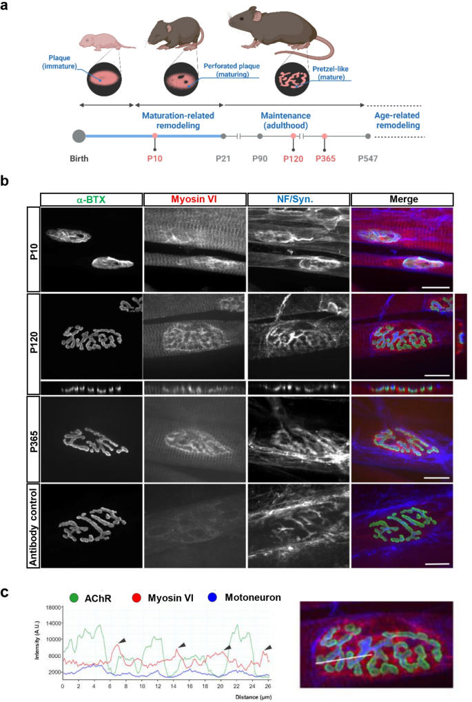 Myosin VI depletion delays neuromuscular junction maturation and ...