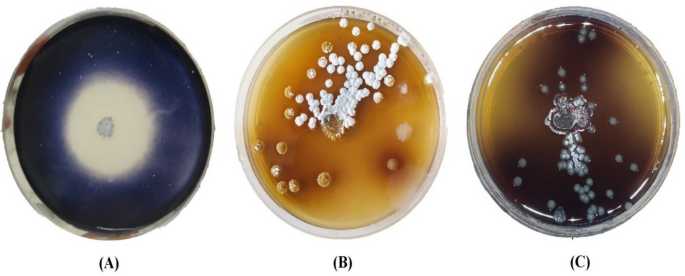 Biofabrication, statistical optimization, and characterization of collagen nanoparticles synthesized via Streptomyces cell-free system for cancer therapy