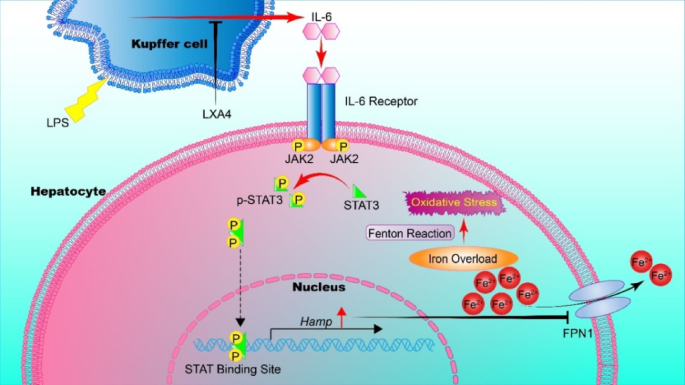 Lipoxin A4 alleviates sepsis-induced acute liver injury by inhibiting inflammatory response and iron overload via JAK2/STAT3 signaling