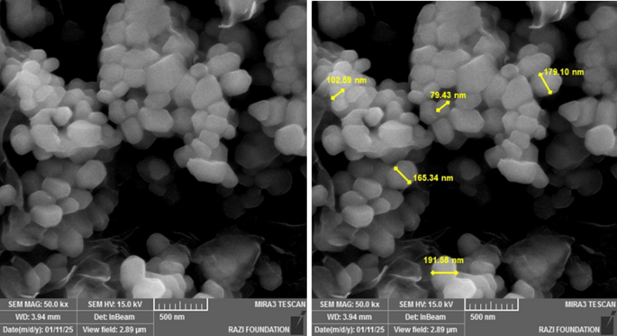 Nanostructured lipid carriers for l-carnitine delivery: physicochemical  characterization and effects on asthenozoospermic sperm function in vitro