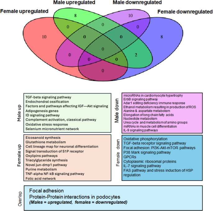 female network glutathione iv thread 23 AI-driven discovery of GPNMB CAR T cells as a multi-cancer therapy: Cell American Society of Nephrology  Age- and sex-dependent bone marrow