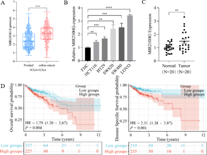 LncRNA MIR210HG promotes the proliferation of colon cancer cells by ...