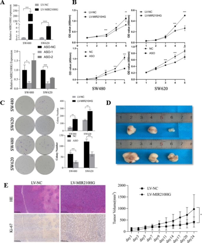 LncRNA MIR210HG promotes the proliferation of colon cancer cells by ...