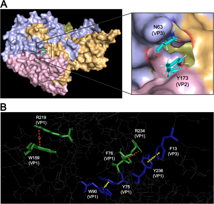 Unraveling the molecular basis of membrane-associated release of ...