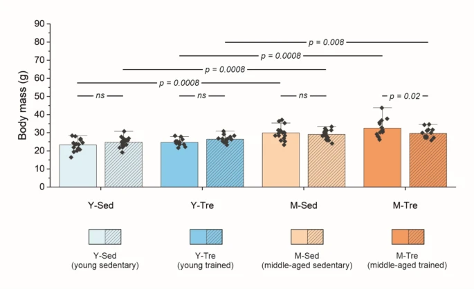 Physical activity reverses the aging induced decline in angiogenic potential in the fast locomotory muscles of mice