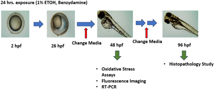 Benzydamine rescues ethanol-induced teratogenesis in zebrafish FASD model