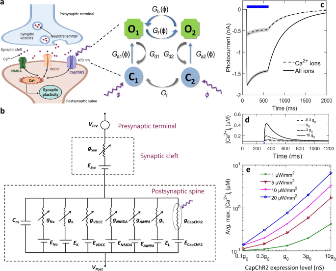 Theoretical analysis of low power optogenetic control of synaptic ...