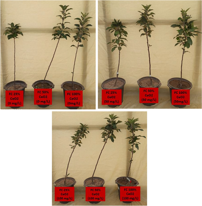 Medium 15mm Berries: 1 bunch of 6 Stems - various Medium 15mm Berries: 1 bunch of 6 Stems - various