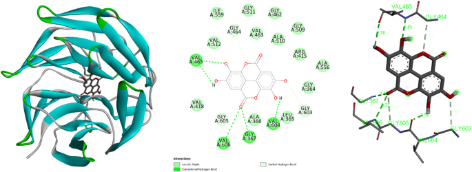 diethyl maleate for glutathione depletion Maleic Acid Diethyl Ester - an overview