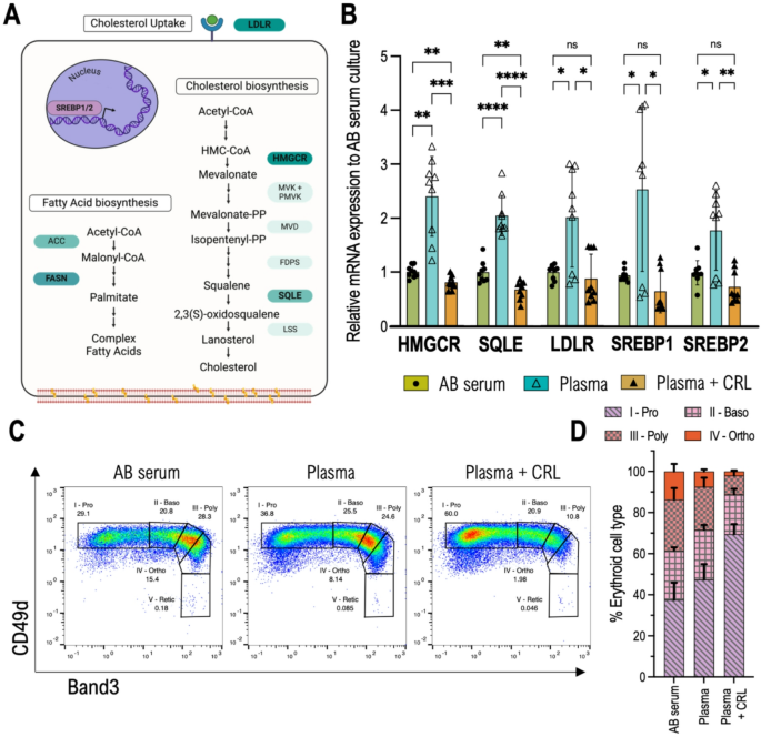 Choice of lipid supplementation for in vitro erythroid cell culture impacts reticulocyte yield and characteristics | Scientific Reports Choice of lipid supplementation for in vitro erythroid cell culture impacts reticulocyte yield and characteristics | Scientific Reports