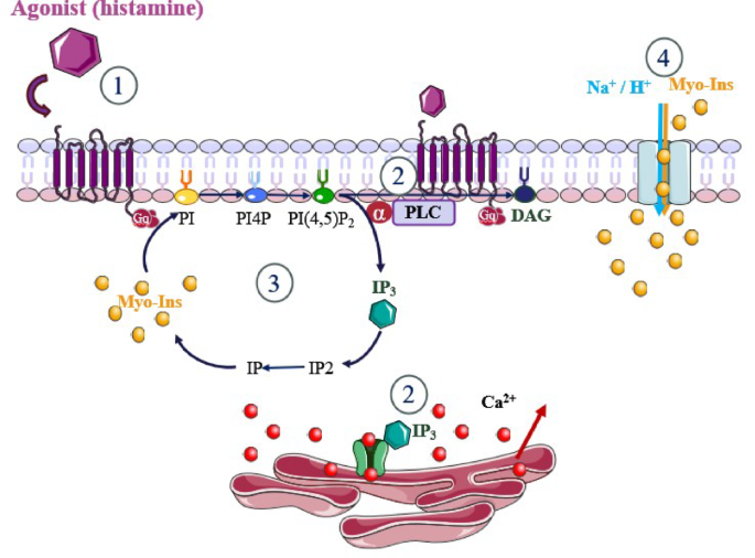 glutathione reduced with inositol Myo-Inositol modulates AKT signalling, mitochondrial protein expression and  intracellular Ca²⁺dynamics in human dermal fibroblasts