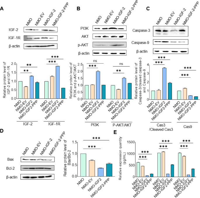 aod9604 effect on igf-1 levels Therapeutic effects of IGF-2 NMOSD by inhibiting astrocyte apoptosis through modulation of the IGF-1R/PI3K/AKT signaling pathway Lab use only 5-Amino-1MQ Peptide: Benefits, Side Size:2 Grams