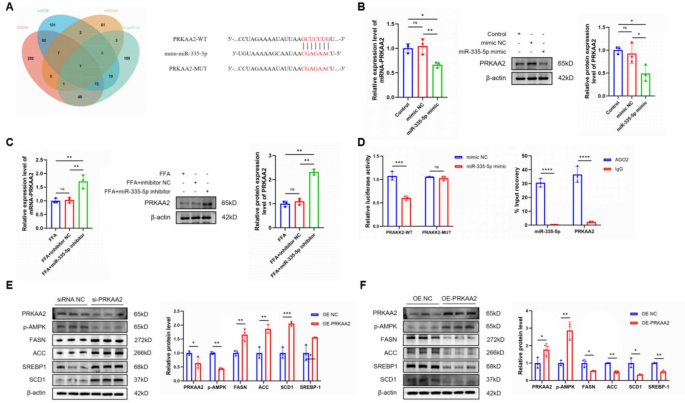 c ebpalpha and hepatic lipid A novel C/EBPα–miR-335-5p–PRKAA2 regulatory axis drives accumulation in MASLD How does hepatic lipid accumulation