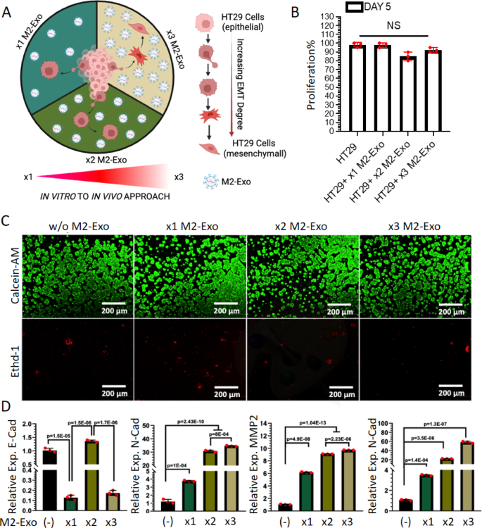 M2 macrophagederived extracellular vesicles induce EMT-like  transcriptional reprogramming in colorectal cancer cells via upregulation  of FAM83A | Scientific Reports