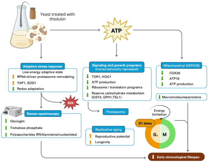 can glutathione delay period Effects of estrogen on and catalase levels in human erythrocyte during menstrual cycle Dubin-Johnson and Rotor Syndromes: A