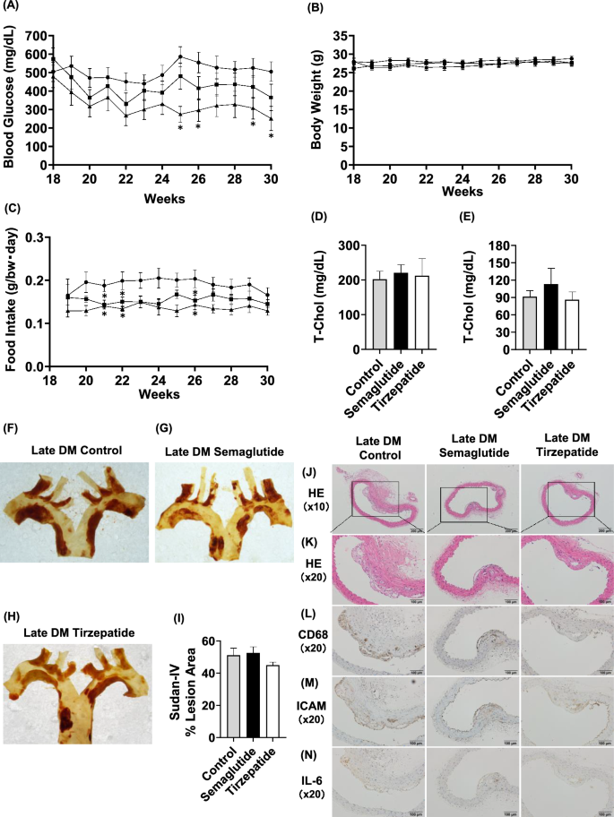 immune response to tirzepatide Early intervention with tirzepatide or semaglutide influences  anti-atherosclerotic effects in ApoE knockout mice