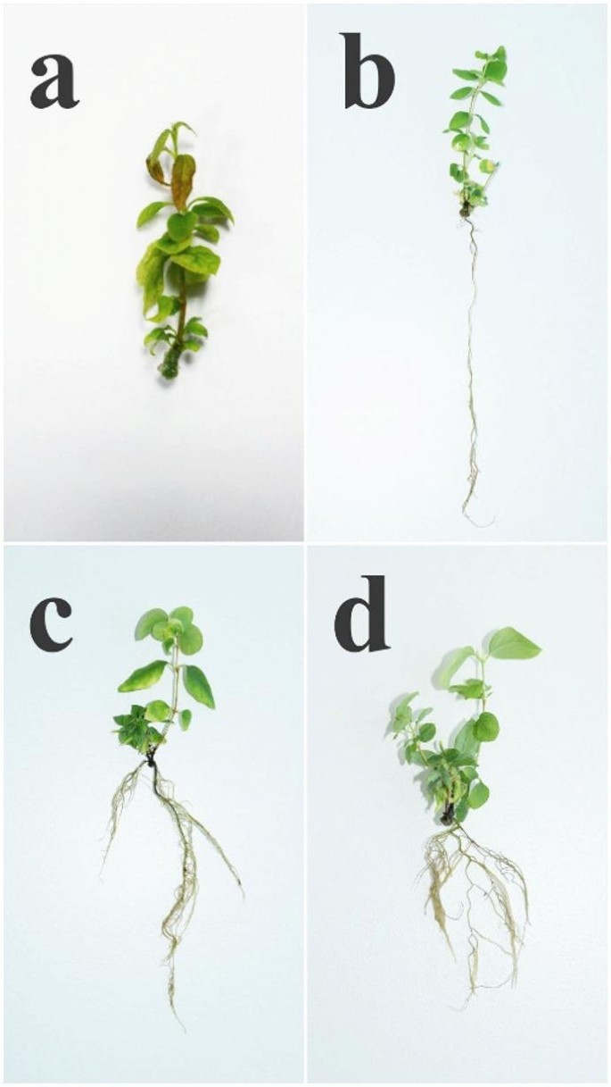 Micropropagation and ex vitro acclimatization of Lonicera caerulea var.  altaica: molecular identification and protocol optimization | Scientific  Reports