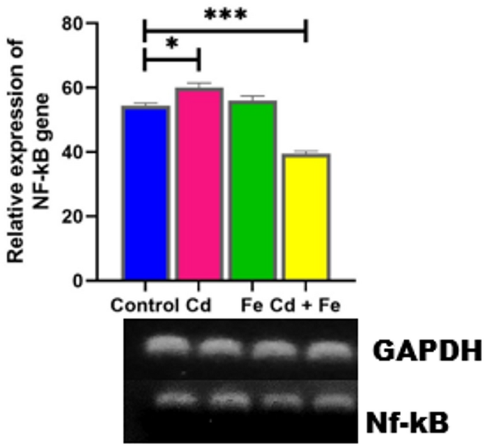 Protective effect of iron against cadmium-induced lesions in rat testis via downregulation of NQO1/Nrf2 and NF-κB