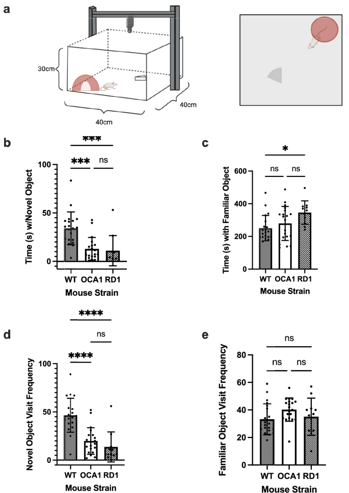 Novel object arena and bar charts of time with and visits to the novel and familiar objects for wild-type, OCA1 and rd1 mice.