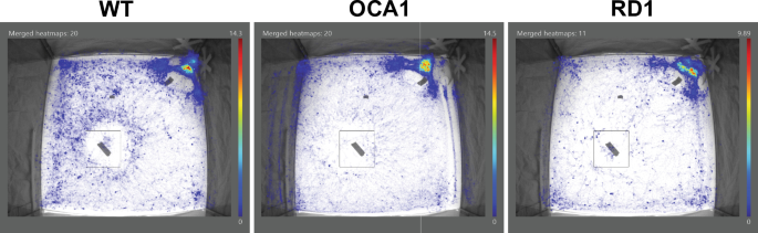 Three heat maps of where wild-type, OCA1 and rd1 mice spent time in the arena, with the novel object outlined.