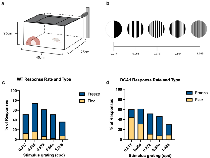 Looming stimulus arena, the five striped grating patterns, and charts of freeze and flee response rates for wild-type and OCA1 mice.