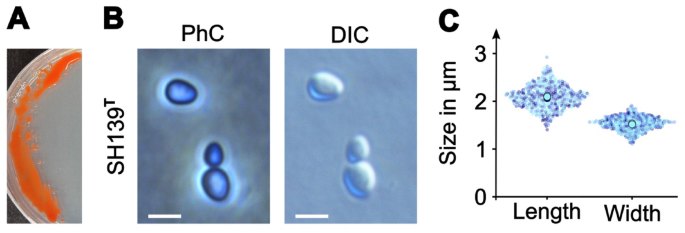Fig. 5