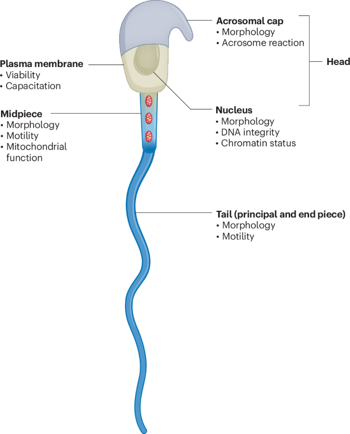 Fig. 1: Aspects of sperm function related to male mouse fertility along with the major subcellular compartments associated with sperm functional characteristics.