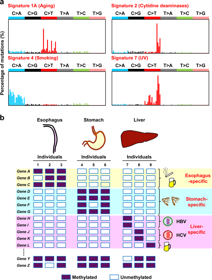 Cancer genetic alteration