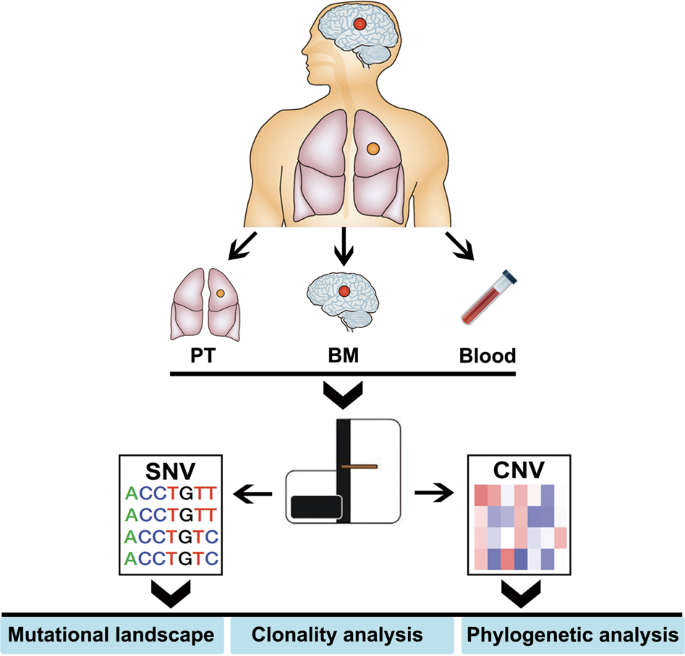 Fig. 1: Flowchart of sample collection and experimental procedure.
